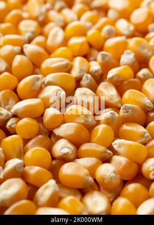 Getrocknete Maiskörner im gesamten Sieb. Mais für Popcorn. Stockfoto