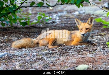 Fox auf der Seite der Straße. In der Nähe des Arnold Trail hat dieser Fuchs die Straße überquert, während er darauf wartet, dass das Baulicht grün wird. Dies geschah im Stockfoto