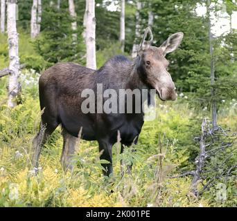 Elchbeobachtung im Gaspesie National Park. Weibliche Begegnung direkt auf dem Wanderweg des Mont Ernest Laforce Stockfoto