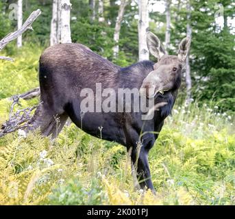 Elchbeobachtung im Gaspesie National Park. Weibliche Begegnung direkt auf dem Wanderweg des Mont Ernest Laforce Stockfoto