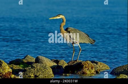 Ein großer Blaureiher (Ardea herodias), der in einem felsigen Ausbiss an der Küste auf Vancouver Island in British Columbia, Kanada, steht. Stockfoto