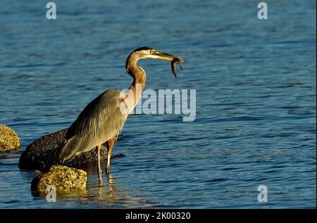 Ein Blaureiher (Ardea herodias) mit einem gefangenen Fisch am Ufer auf Vancouver Island in British Columbia, Kanada. Stockfoto