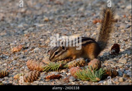 Ein wilder, am wenigsten chippmunk, 'Eutamias minimus', der durch Fichtenzapfen sauert, dass ein rotes Eichhörnchen von einer Fichte abgefallen ist. Stockfoto