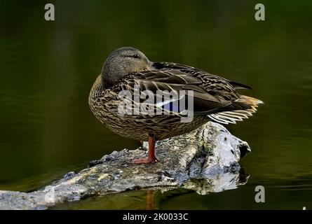 Eine weibliche Stockente ' Anas platyrhynchos', die auf einem versunkenen Baumstamm in einem kleinen See im ländlichen Alberta, Kanada, ruht Stockfoto