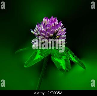 Nahaufnahme eines Rotklee-Trifolium-Pratens, der im ländlichen Alberta, Kanada, wild wächst Stockfoto