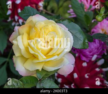 „Peace, Madame A. Meilland“ Teerose, Teebrosen (Rosa) Stockfoto