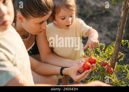 Mutter lehrt ihre Kinder, wie man die richtigen Tomaten aus dem Garten pflücken kann. Tomaten ernten. Naturlandwirtschaft. Ökologischer Gemüseanbau. Mutter Stockfoto