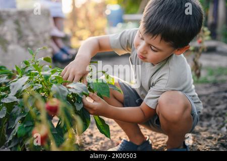 Entzückender kleiner kaukasischer Junge pflücken an einem Sommertag Paprika aus dem Dorfgarten, um sie in den Holzkorb zu legen. Grüne und rote Paprika auf Stockfoto