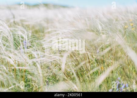 Ein Feld aus Federgras schwankt im Wind aus nächster Nähe Stockfoto