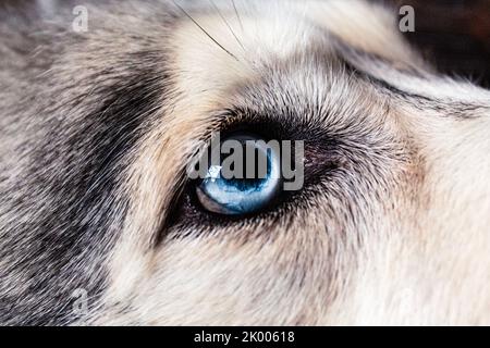 Nahaufnahme eines Huskys auf der Seite, wobei der Fokus auf das blaue Auge liegt. Stockfoto