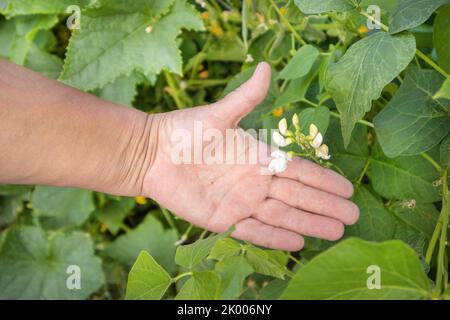 Blume der weißen Bohne in der Hand des weiblichen Bauern, Garten im Freien. Stockfoto