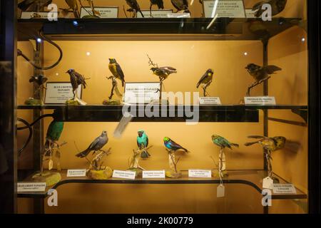 Ausgestopfte Vögel in einem Museum Stockfoto
