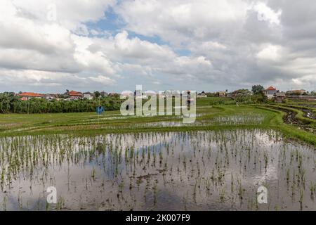 Überflutete Reisfelder und Dorfhäuser, Wolkenspiegelung im Wasser, ländliche Landschaft. Babakan, Badung, Bali Island, Indonesien Stockfoto