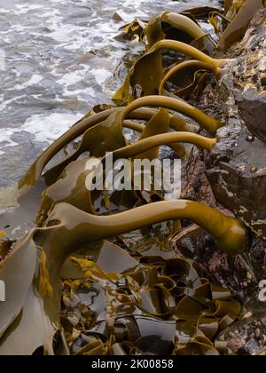 Bullenkelp wächst auf Felsen am südlichen Kap BA in sw tasmanien Stockfoto