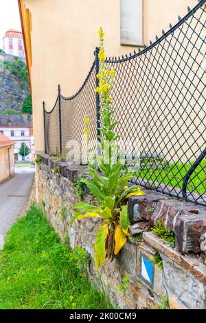 Die gelbe Blütenmullein (lateinischer Name Verbascum densiflorum) wächst an der Stadtmauer. Blüte in Blüte mit gelber Farbe. Stockfoto