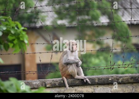 Affe sitzt auf der Wand und beobachtet. Stockfoto