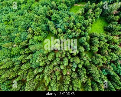 Luftaufnahme von oben nach unten zu Wald, Bäumen und touristischen Pfaden in der Slowakei Nationalpark Mala Fatra. Lebendige Farben, frische Natur und schöner Wald. Stockfoto