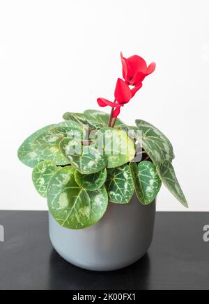 Rot blühende Hauspflanze Cyclamen Latinia in einem grauen Topf, vor weißem Hintergrund Stockfoto
