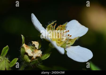 Weiße Blume eines Busches Stockfoto