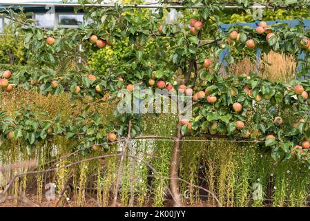 Apfelmalus domestica „Kidd's Orange Red“ Stockfoto