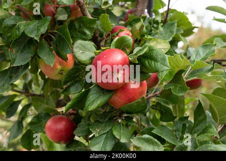 Apfelmalus domestica „Red Devil“ Stockfoto