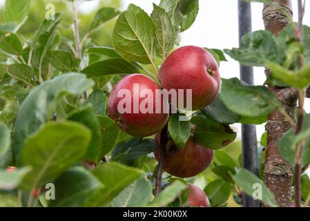 Apfelmalus domestica „Red Devil“ Stockfoto