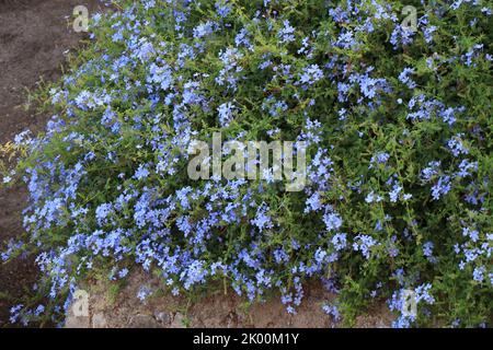 Blühende Pflanze von Plumbago auriculata, Kapbleikraut, blauem Plumbago oder Kap plumbago Stockfoto