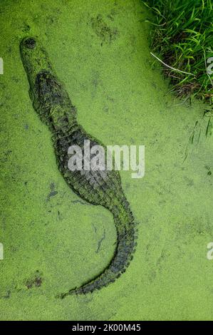 Ein erwachsener amerikanischer Alligator in freier Wildbahn an der Golfküste von Alabama Stockfoto