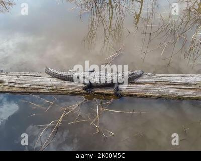 Ein erwachsener amerikanischer Alligator in freier Wildbahn an der Golfküste von Alabama Stockfoto