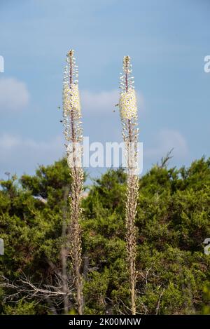 Urginea maritima, scilla, drimia Stockfoto