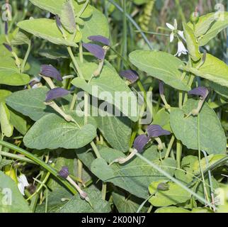 Aristolochia rotunda insularis Stockfoto