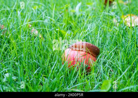 Eine Schnecke auf dem roten Apfel im Gras Stockfoto