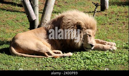 Weißer Afrikanischer Löwe (Panthera leo krugeri), der sich nach einer herzhaften Mahlzeit im Zoo ausruhte : (Pix SShukla) Stockfoto