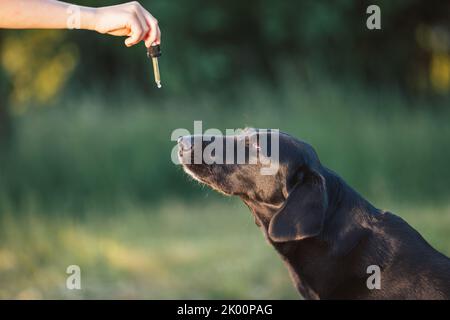 Hund leckt einen Tropfer gefüllt mit CBD-Öl aus einer weiblichen Hand, Handschuss. Stockfoto