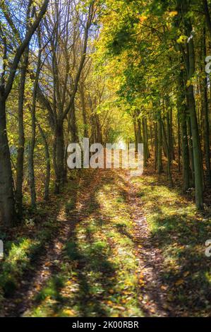 Spazieren Sie durch den Herbstwald mit bunten Blättern im Sonnenlicht Stockfoto