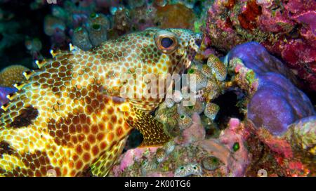 Grouper mit vier Sattel, Epinephelus spilotoceps, Coral Reef, South Ari Atoll, Malediven, Indischer Ozean, Asien Stockfoto