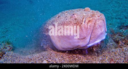 Stargazer, Uranoscopus Scaber, Cabo Cope Puntas del Canegre Regional Park, Mittelmeer, Murcia, Spanien, Europa Stockfoto