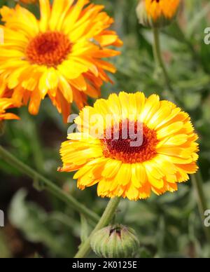 Große gelbe Ringelblumen für die Herstellung von Medikamenten oder für ätherische Öle Stockfoto