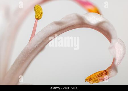 Nahaufnahme von einer weißen Blume Stockfoto