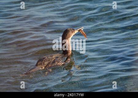 Marangone dal ciuffo, uccello marino Stockfoto