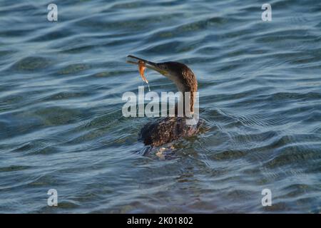 Marangone dal ciuffo, uccello marino Stockfoto