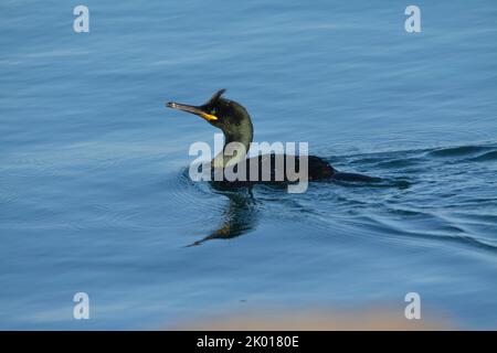 Marangone dal ciuffo, uccello marino Stockfoto