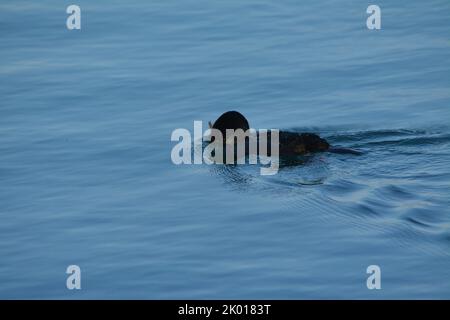 Marangone dal ciuffo, uccello marino Stockfoto