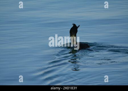 Marangone dal ciuffo, uccello marino Stockfoto