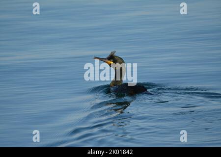 Marangone dal ciuffo, uccello marino Stockfoto