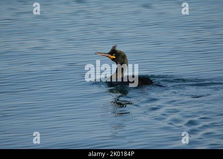 Marangone dal ciuffo, uccello marino Stockfoto