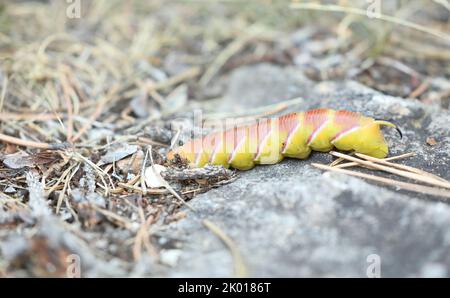 Privet Hawk Moth - Sphinx ligustri - Caterpillar, seltene gelbe Variante, die sich in der Erde vergraben und sich darauf vorbereiten, eine Puppe zu werden Stockfoto