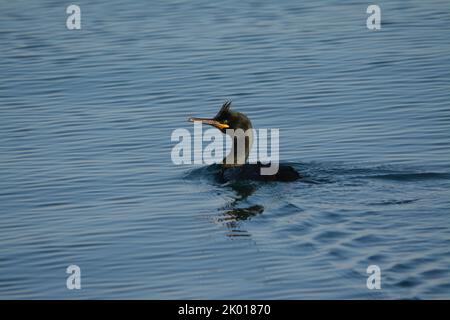 Marangone dal ciuffo, uccello marino Stockfoto