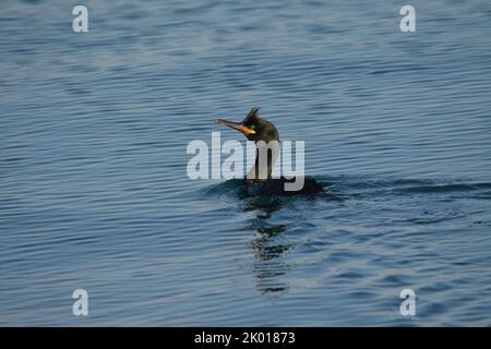 Marangone dal ciuffo, uccello marino Stockfoto