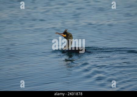 Marangone dal ciuffo, uccello marino Stockfoto